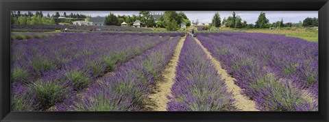 Framed Field of lavender, Jardin Du Soleil, Sequim, Clallam County, Washington State, USA Print