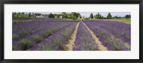 Framed Field of lavender, Jardin Du Soleil, Sequim, Clallam County, Washington State, USA Print