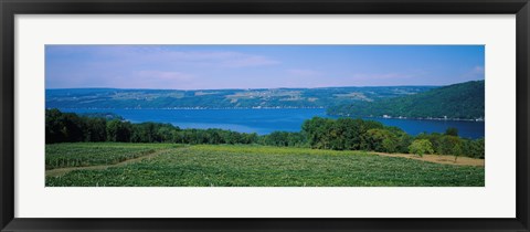 Framed High angle view of a vineyard near a lake, Keuka Lake, Finger Lakes, New York State, USA Print