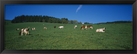 Framed Herd of cows grazing in a field, St. Peter, Black Forest, Germany Print