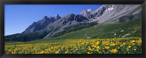 Framed Flowers Growing On A Field, French Riviera, France Print