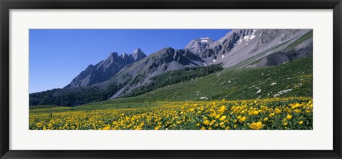 Framed Flowers Growing On A Field, French Riviera, France Print