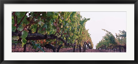 Framed Crops in a vineyard, Sonoma County, California, USA Print