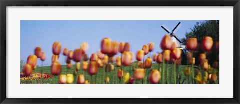 Framed Tulip Flowers With A Windmill In The Background, Holland, Michigan, USA Print