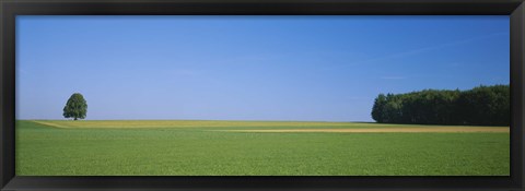 Framed Tree in a field, Germany Print