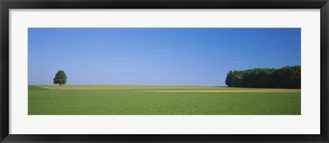 Framed Tree in a field, Germany Print