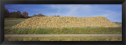 Framed Heap Of Sugar Beets In A Field, Stuttgart, Baden-Wurttemberg, Germany Print