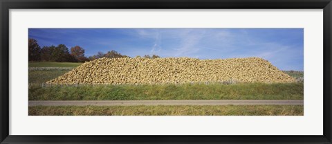 Framed Heap Of Sugar Beets In A Field, Stuttgart, Baden-Wurttemberg, Germany Print