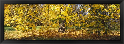 Framed Trees in autumn, Stuttgart, Baden-Wurttemberg, Germany Print