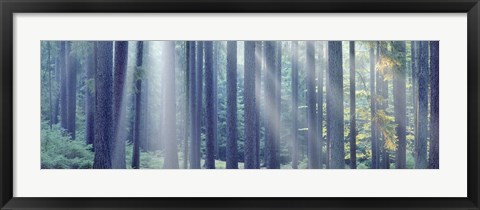 Framed Sunlight passing through trees in the forest, South Bohemia, Czech Republic Print