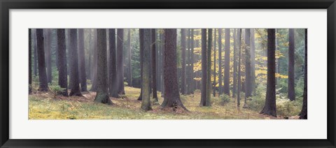 Framed Trees in the forest, South Bohemia, Czech Republic Print