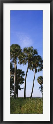 Framed Palm trees on a landscape, Myakka River State Park, Sarasota, Florida, USA Print