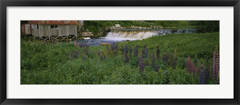 Framed Lupine flowers in a field, Petite River, Nova Scotia, Canada Print