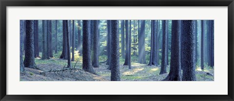 Framed Trees in a forest, South Bohemia, Czech Republic Print