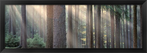 Framed Sunlight shining through trees in a forest, South Bohemia, Czech Republic Print