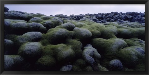 Framed Close-up of moss on rocks, Iceland Print