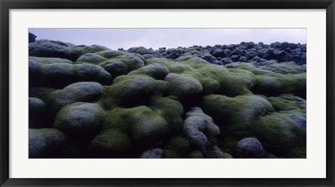 Framed Close-up of moss on rocks, Iceland Print