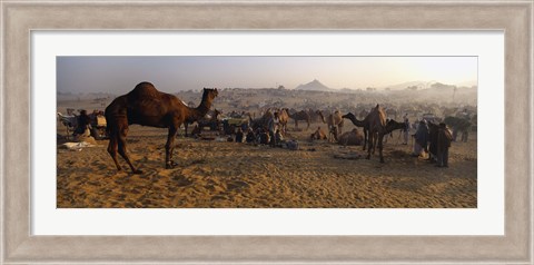 Framed Camels in a fair, Pushkar Camel Fair, Pushkar, Rajasthan, India Print