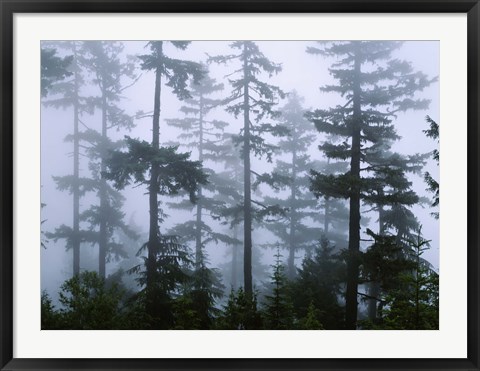 Framed Silhouette of trees with fog, Douglas Fir, Hemlock Tree, Olympic Mountains, Olympic National Park, Washington State, USA Print