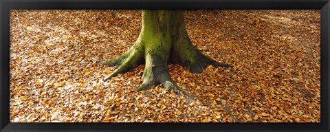 Framed Low section view of a tree trunk, Berlin, Germany Print