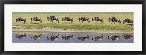 Framed Herd of wildebeests walking in a row along a river, Ngorongoro Crater, Ngorongoro Conservation Area, Tanzania Print