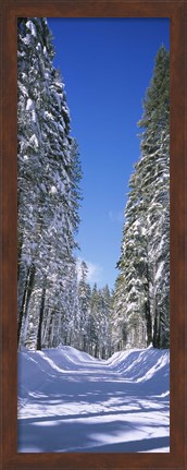 Framed Trees on both sides of a snow covered road, Crane Flat, Yosemite National Park, California (vertical) Print