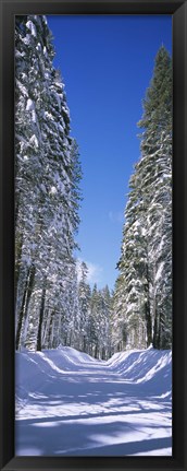 Framed Trees on both sides of a snow covered road, Crane Flat, Yosemite National Park, California (vertical) Print