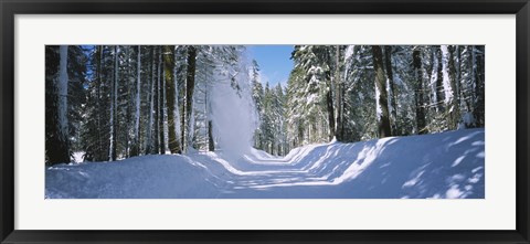 Framed Trees on both sides of a snow covered road, Crane Flat, Yosemite National Park, California (horizontal) Print