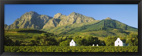 Framed Vineyard in front of mountains, Babylons Torren Wine Estates, Paarl, Western Cape, Cape Town, South Africa Print