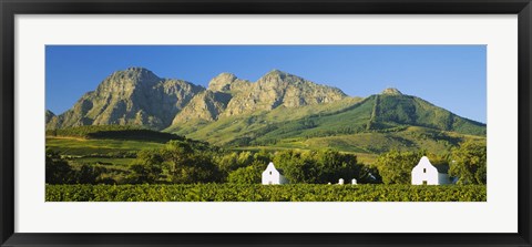 Framed Vineyard in front of mountains, Babylons Torren Wine Estates, Paarl, Western Cape, Cape Town, South Africa Print