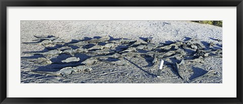 Framed Marine Iguanas on the beach, Galapagos Islands, Ecuador Print