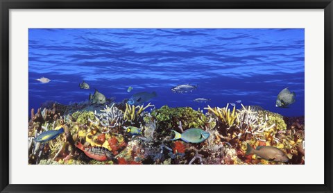 Framed Fish swimming near a Coral Reef Print