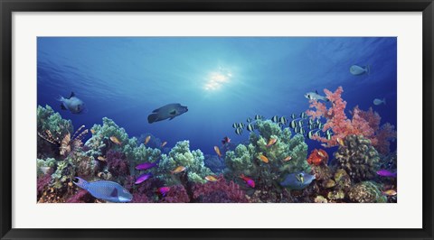 Framed School of fish swimming near a reef, Indo-Pacific Ocean Print