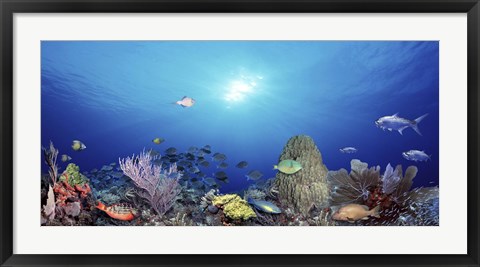 Framed School of fish swimming in the sea Print