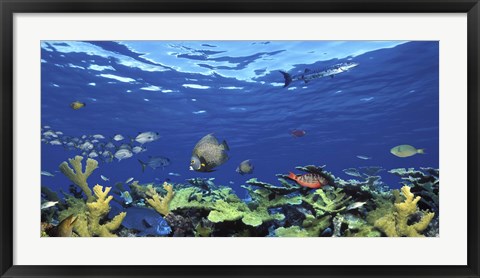 Framed School of fish swimming in the sea, Digital Composite Print