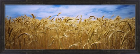 Framed Wheat crop growing in a field, Palouse Country, Washington State Print