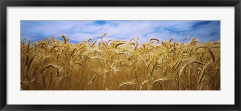 Framed Wheat crop growing in a field, Palouse Country, Washington State Print