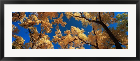 Framed Low angle view of cottonwood tree, Canyon De Chelly, Arizona, USA Print