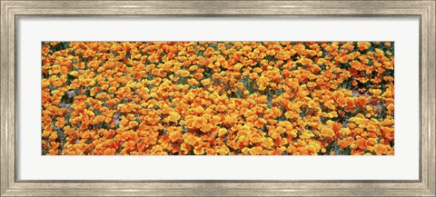 Framed High angle view of California Golden Poppies, Antelope Valley California Poppy Reserve, California, USA Print