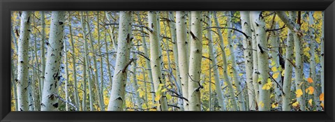 Framed Aspen trees in Spring, Rock Creek Lake, California Print