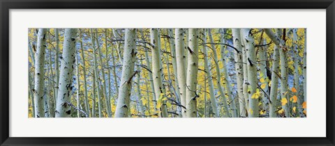 Framed Aspen trees in Spring, Rock Creek Lake, California Print