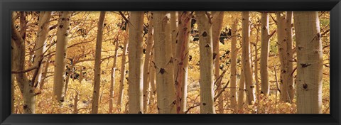 Framed Aspen trees in Autumn, Rock Creek Lake, California Print