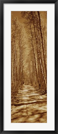 Framed Trees along a road, Log Cabin Gold Mine, Eastern Sierra, Californian Sierra Nevada, California, USA Print