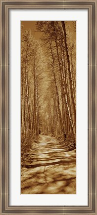 Framed Trees along a road, Log Cabin Gold Mine, Eastern Sierra, Californian Sierra Nevada, California, USA Print