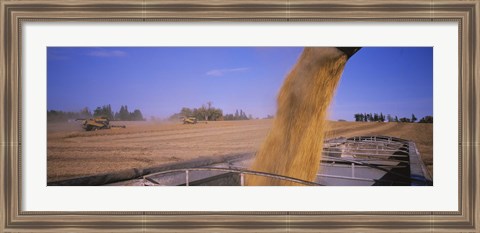 Framed Soybeans harvesting, Minnesota Print