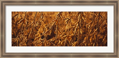 Framed Close-up of ripe soybeans, Minnesota, USA Print