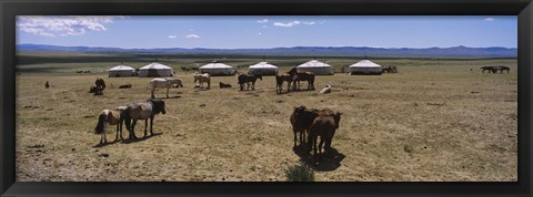 Framed Group of horses and yurts in a field, Independent Mongolia Print