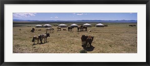 Framed Group of horses and yurts in a field, Independent Mongolia Print