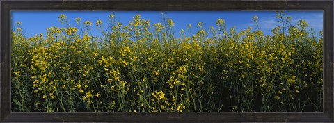 Framed Canola Flower Field in Edmonton Print