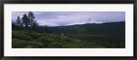 Framed Manzanita Trees in Deschutes National Forest Print